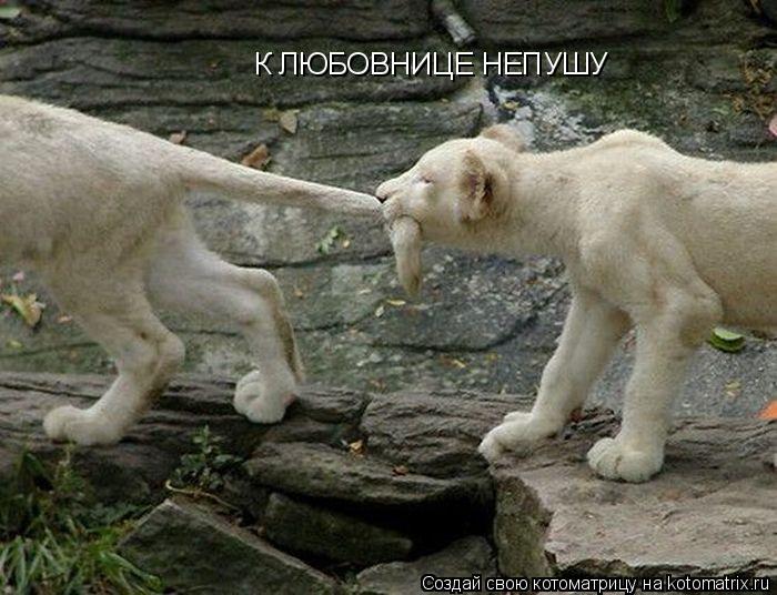 Котоматрица: К ЛЮБОВНИЦЕ НЕПУШУ