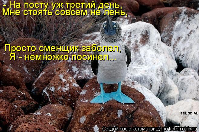 Котоматрица: - На посту уж третий день, Мне стоять совсем не лень, Просто сменщик заболел, Я - немножко посинел...