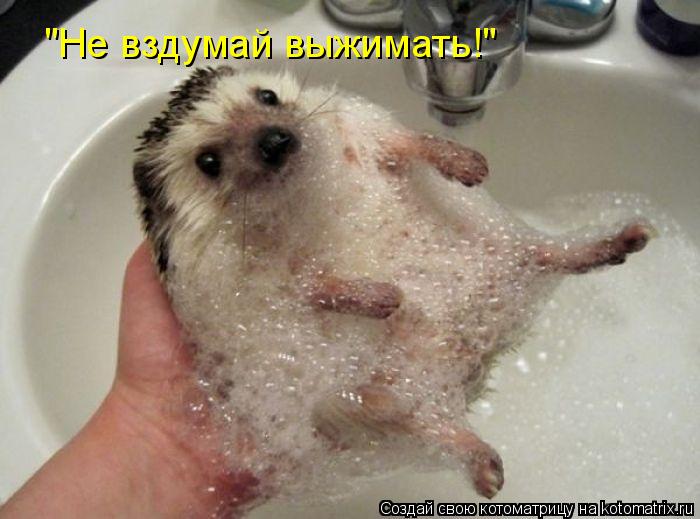 Котоматрица: "Не вздумай выжимать!"