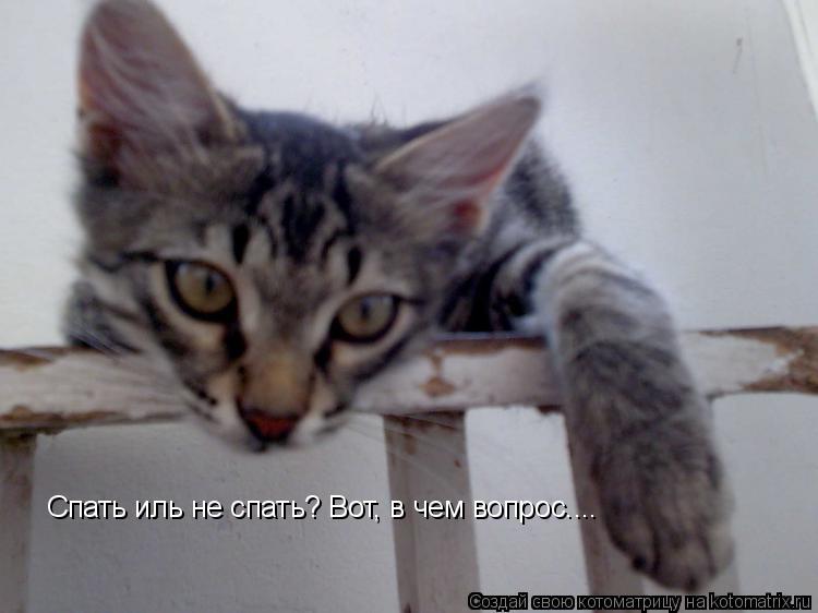 Котоматрица: Спать иль не спать? Вот, в чем вопрос....