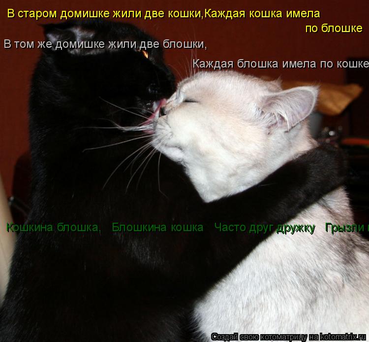 Котоматрица: В старом домишке жили две кошки,Каждая кошка имела  по блошке В том же домишке жили две блошки,  Каждая блошка имела по кошке. Кошкина блошка,