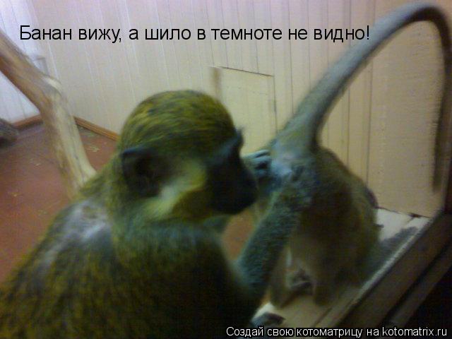 Котоматрица: Банан вижу, а шило в темноте не видно!