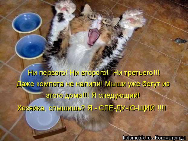 Котоматрица: Ни первого! Ни второго!! Ни третьего!!!  Даже компота не налили! Мыши уже бегут из  этого дома!!! Я следующий!  Хозяйка, слышишь? Я - СЛЕ-ДУ-Ю-ЩИЙ !!!