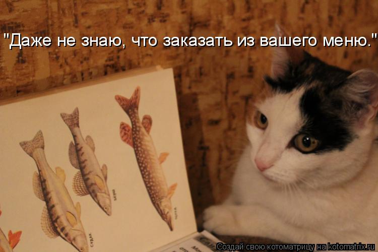 Котоматрица: "Даже не знаю, что заказать из вашего меню."