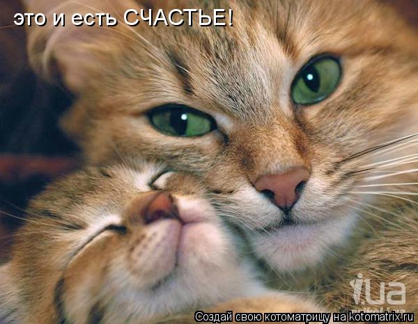 Котоматрица: это и есть СЧАСТЬЕ!