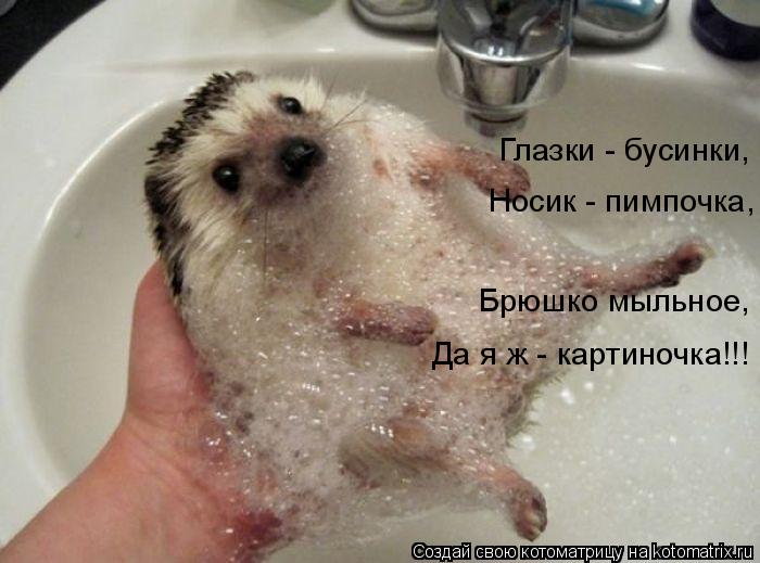 Котоматрица: Глазки - бусинки, Носик - пимпочка, Брюшко мыльное, Да я ж - картиночка!!!