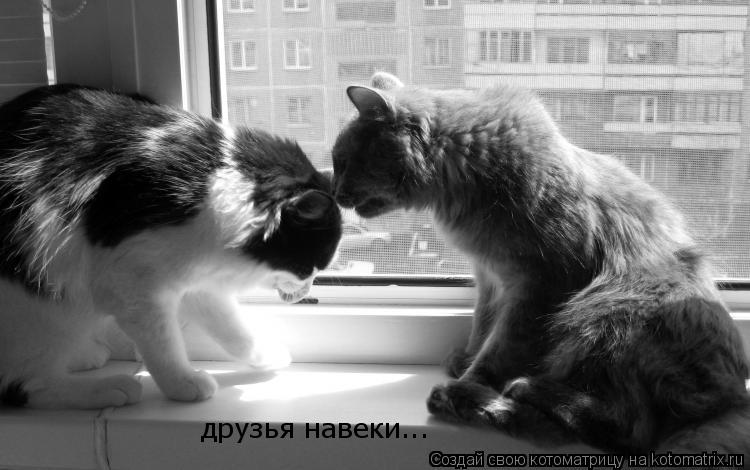 Котоматрица: друзья навеки...
