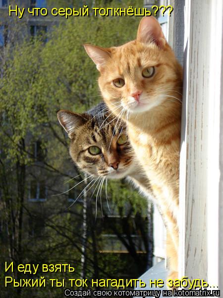 Котоматрица: Ну что серый толкнёшь??? Рыжий ты ток нагадить не забудь... И еду взять
