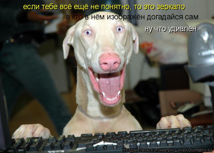 Котоматрица: если тебе всё ещё не понятно, то это зеркало а кто в нём изображён догадайся сам ну что удивлён