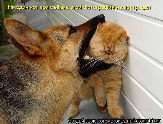 Котоматрица: Ни один кот при съёмке этой фотографии не пострадал.