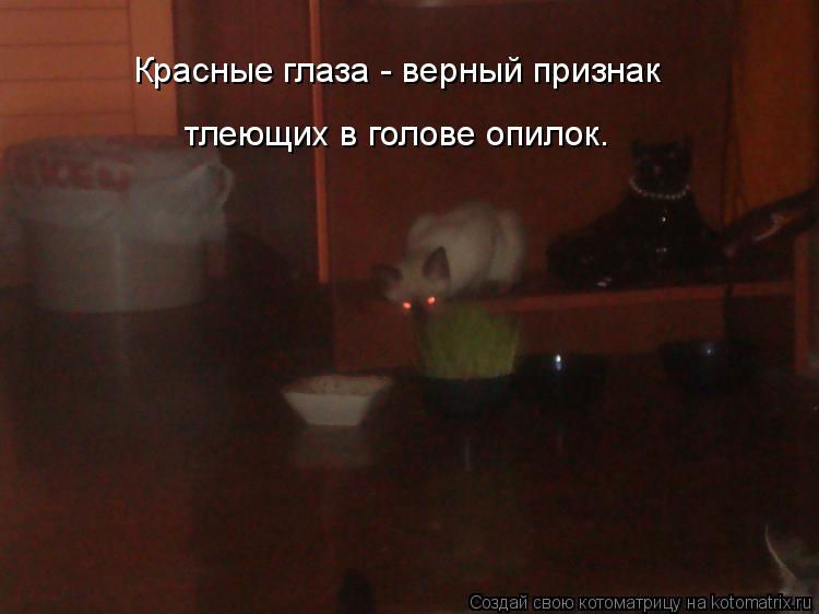 Котоматрица: Красные глаза - верный признак  тлеющих в голове опилок.