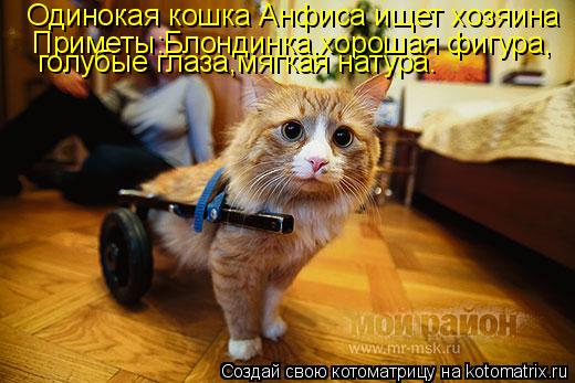 Котоматрица: Одинокая кошка Анфиса ищет хозяина Приметы:Блондинка,хорошая фигура, голубые глаза,мягкая натура.