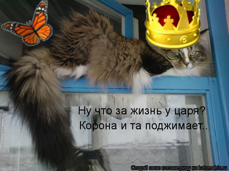 Котоматрица: Ну что за жизнь у царя? Корона и та поджимает..