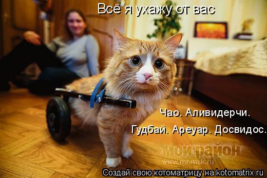 Всё я ухажу от вас Чао. Аливидерчи. Гудбай. Ареуар. Досвидос.... Котоматрица: Всё я ухажу от вас Чао. Аливидерчи. Гудбай. Ареуар. Досвидос.