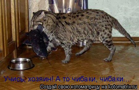 Котоматрица: Учись, хозяин! А то чибаки, чибаки...