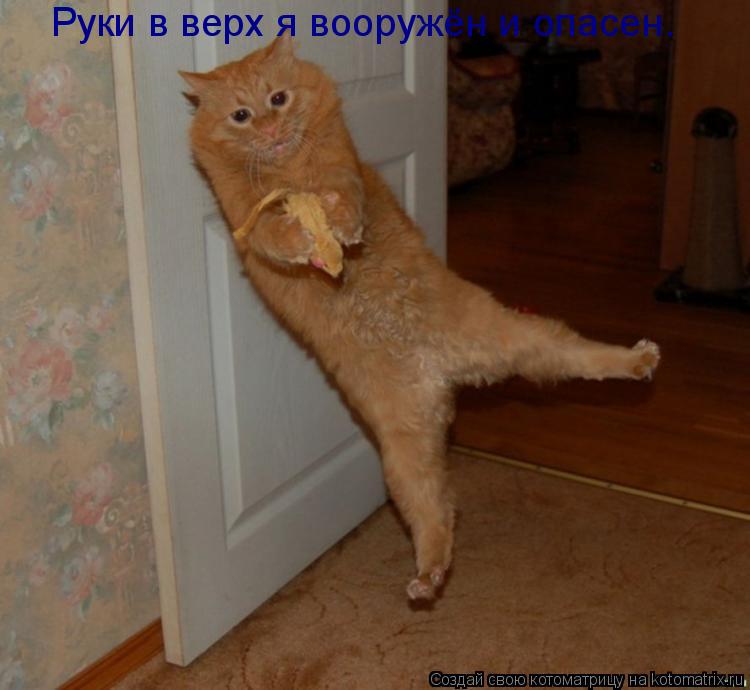 Котоматрица: Руки в верх я вооружён и опасен.
