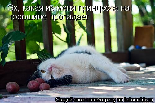 Котоматрица: Эх, какая из меня принцесса на  горошине пропадает