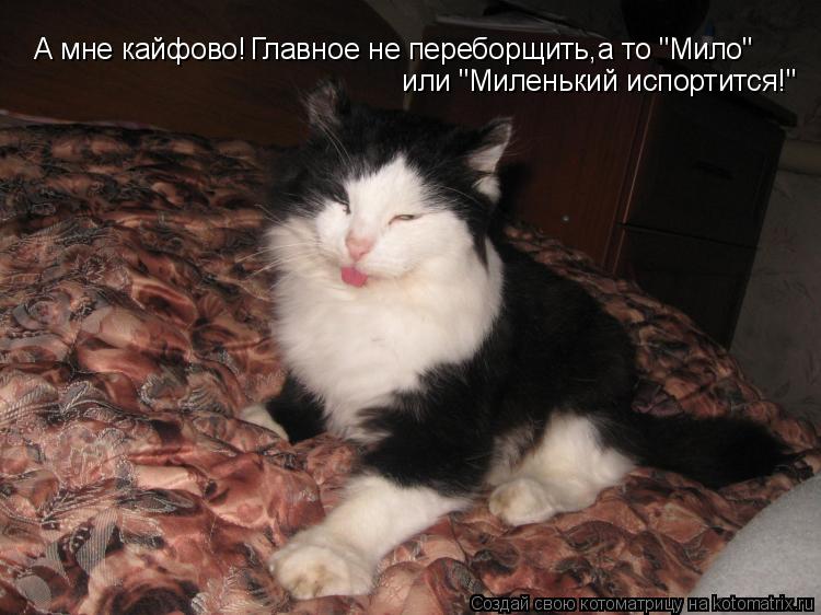 Котоматрица: А мне кайфово! Главное не переборщить,а то "Мило"  или "Миленький испортится!"