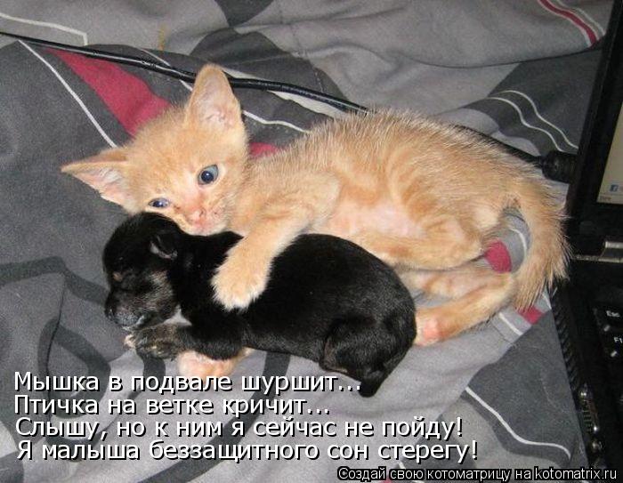 Котоматрица: Мышка в подвале шуршит... Птичка на ветке кричит... Слышу, но к ним я сейчас не пойду! Я малыша беззащитного сон стерегу!