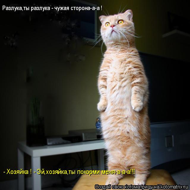 Котоматрица: Разлука,ты разлука - чужая сторона-а-а ! - Хозяйка ! - Эй,хозяйка,ты покорми меня-а-а-а!!!