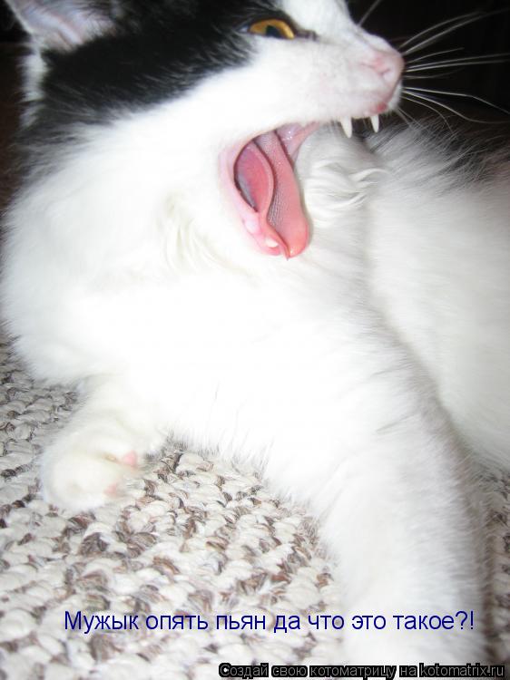 Котоматрица: Мужык опять пьян да что это такое?!