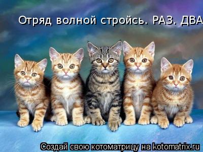 Котоматрица: Отряд волной стройсь. РАЗ. ДВА,