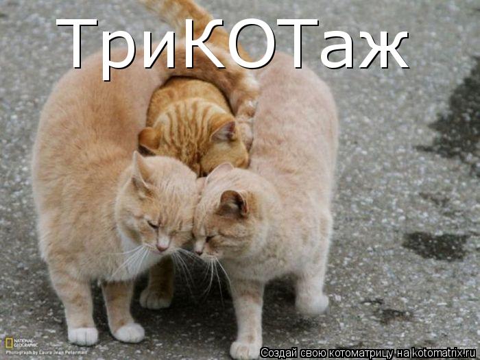 Котоматрица: ТриКОТаж
