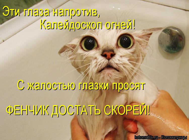 Котоматрица: Эти глаза напротив, Калейдоскоп огней! С жалостью глазки просят ФЕНЧИК ДОСТАТЬ СКОРЕЙ!