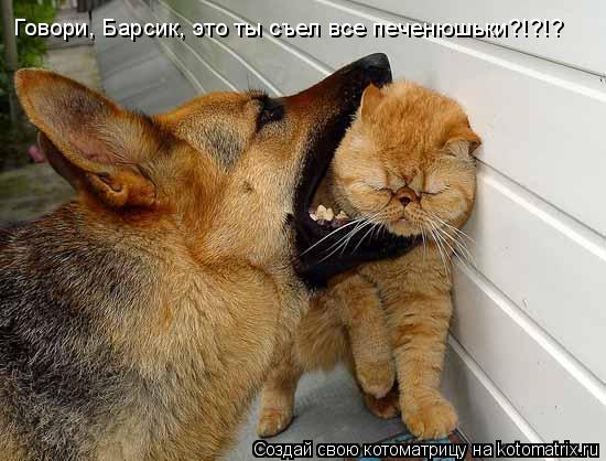 Котоматрица: Говори, Барсик, это ты съел все печенюшьки?!?!?