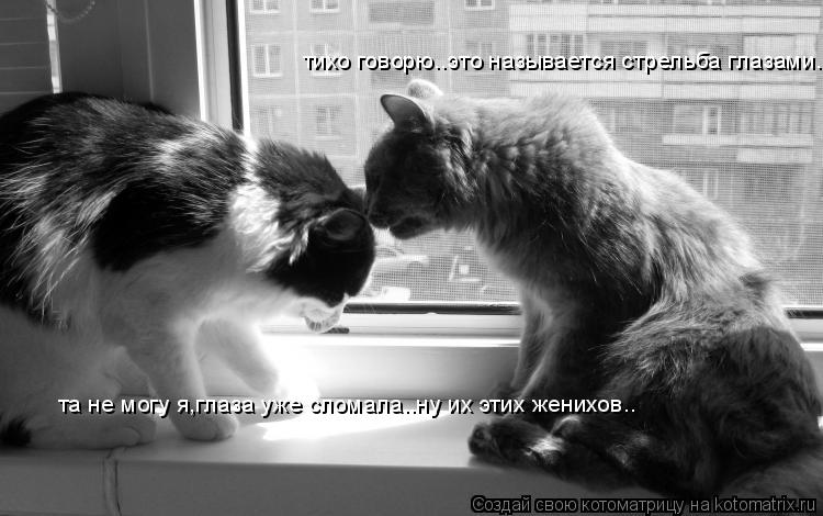 тихо говорю..это называется стрельба глазами... та не могу я,глаза уже сломала..ну их этих женихов..... Котоматрица: тихо говорю..это называется стрельба глазами... та не могу я,глаза уже сломала..ну их этих женихов..