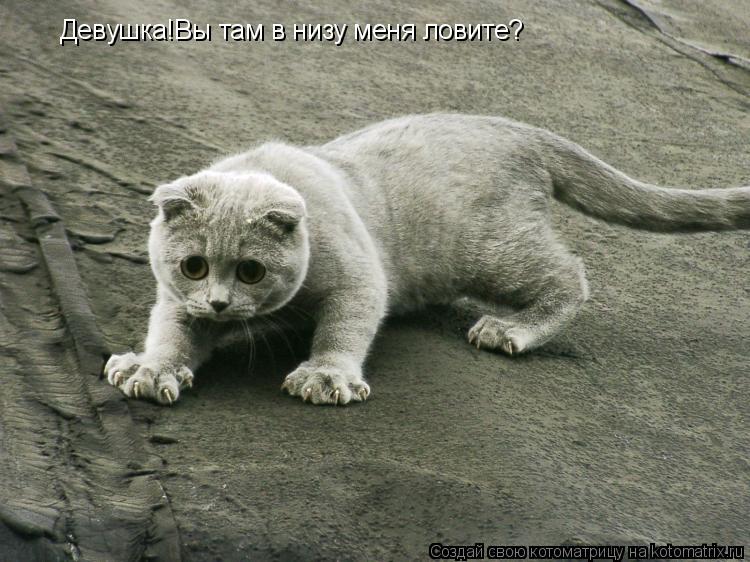 Котоматрица: Девушка!Вы там в низу меня ловите?
