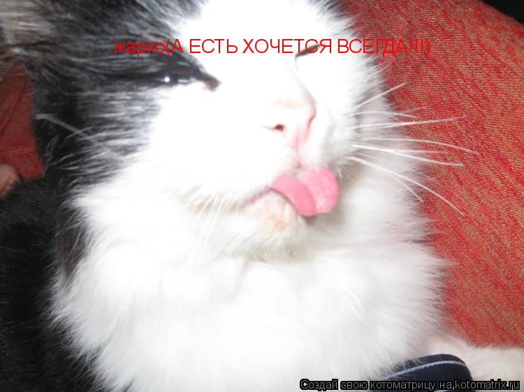 Котоматрица: жарко(А ЕСТЬ ХОЧЕТСЯ ВСЕГДА!!!) терпи Барсик терпи (А ТО В ВАННОЙ ЗАПРУ)