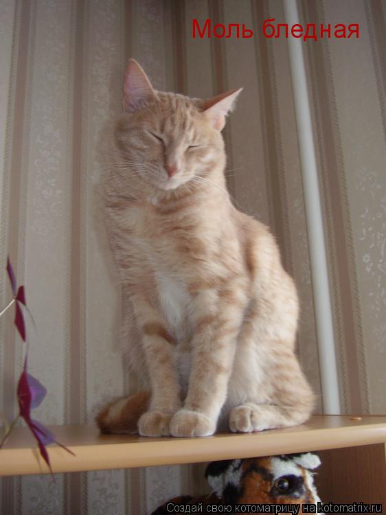 Котоматрица: Моль бледная