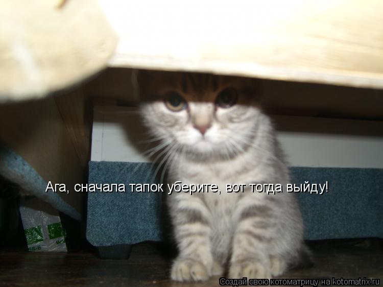 Котоматрица: Ага, сначала тапок уберите, вот тогда выйду!