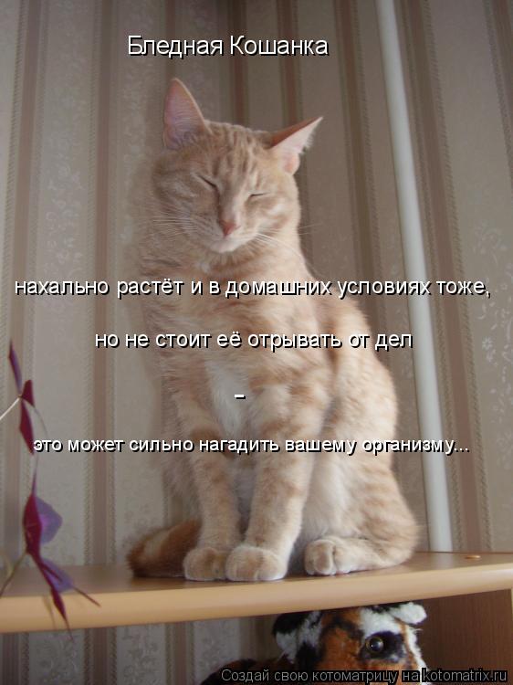 Котоматрица: Бледная Кошанка нахально растёт и в домашних условиях тоже, но не стоит её отрывать от дел -  это может сильно нагадить вашему организму...