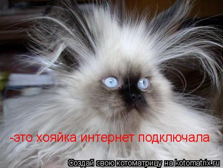 Котоматрица: -это хояйка интернет подключала