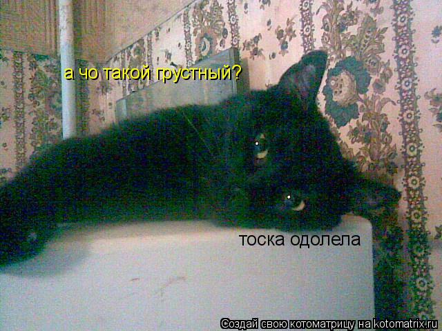 Котоматрица: тоска одолела а чо такой грустный?