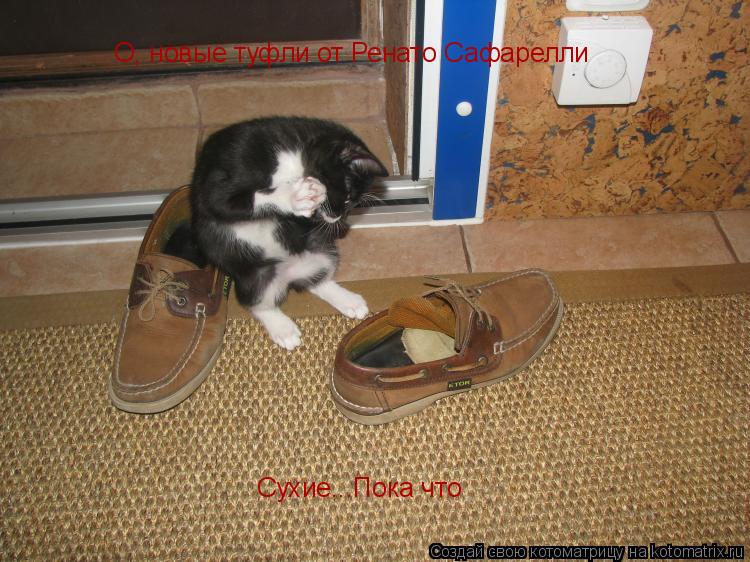 О, новые туфли от Ренато Сафарелли Сухие...Пока что... Котоматрица: О, новые туфли от Ренато Сафарелли Сухие...Пока что