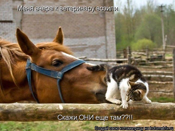 Котоматрица: Меня вчера к ветеринару возили. Скажи,ОНИ еще там??!!