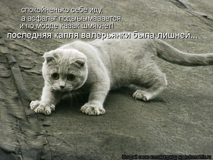 Котоматрица: спокойненько себе иду, а асфальт подыыымааается, и по морде кааак шмякнет! последняя капля валерьянки была лишней...