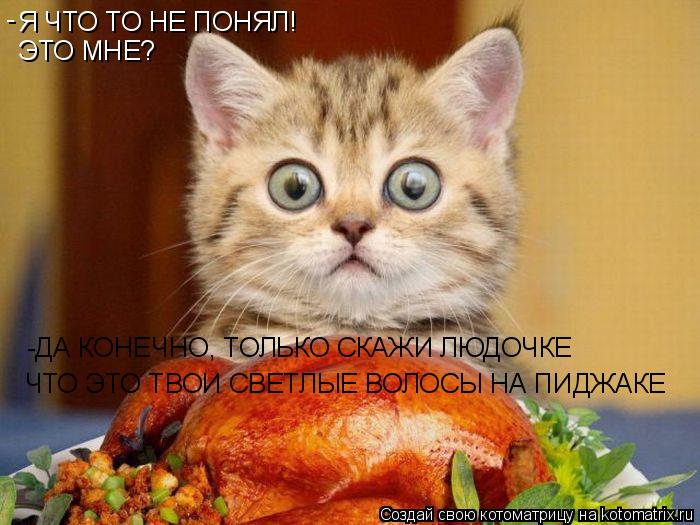 Котоматрица: Я ЧТО ТО НЕ ПОНЯЛ! ЭТО МНЕ? - -ДА КОНЕЧНО, ТОЛЬКО СКАЖИ ЛЮДОЧКЕ ЧТО ЭТО ТВОИ СВЕТЛЫЕ ВОЛОСЫ НА ПИДЖАКЕ