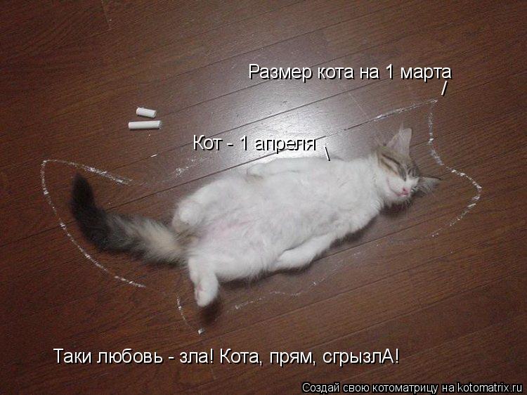 Котоматрица: Размер кота на 1 марта / Кот - 1 апреля Таки любовь - зла! Кота, прям, сгрызлА! \