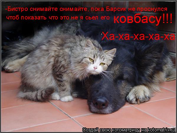 Котоматрица: -Бистро снимайте снимайте, пока Барсик не проснулся чтоб показать что это не я сьел его ковбасу!!! Ха-ха-ха-ха-ха