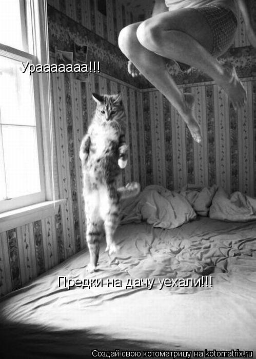 Котоматрица: Урааааааа!!! Предки на дачу уехали!!!