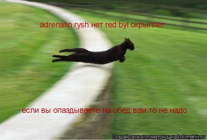 Котоматрица: adrenalin rysh нет red byl окрыляет если вы опаздываете на обед вам то не надо