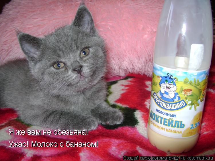 Котоматрица: Я же вам не обезьяна!  Ужас! Молоко с бананом!