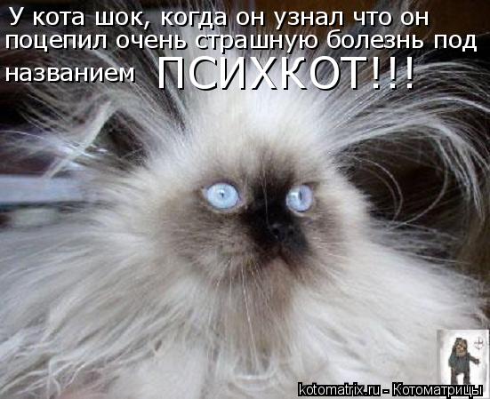 Котоматрица: У кота шок, когда он узнал что он названием поцепил очень страшную болезнь под ПСИХКОТ!!!