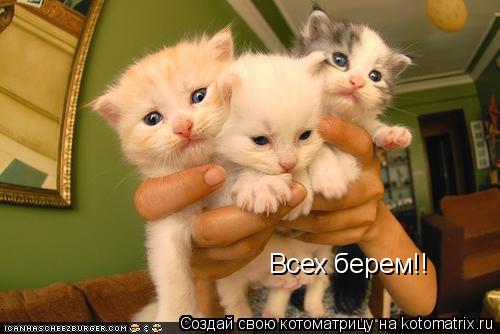 Котоматрица: Всех берем!!