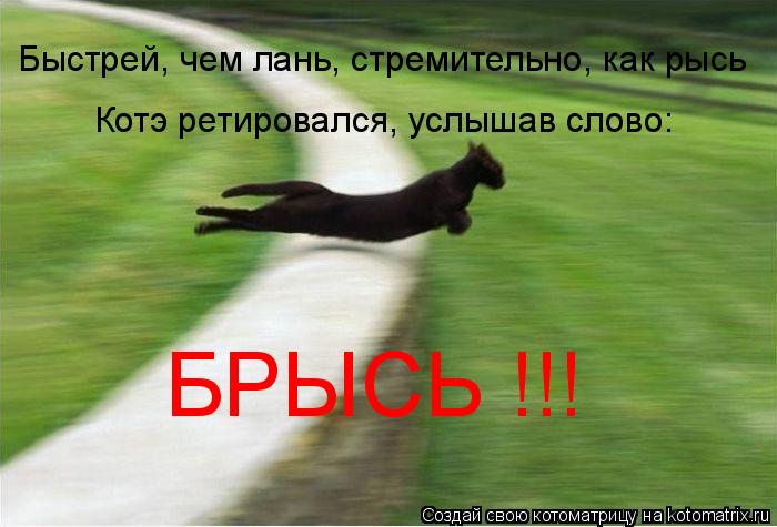 Котоматрица: Быстрей, чем лань, стремительно, как рысь Котэ ретировался, услышав слово: БРЫСЬ !!!