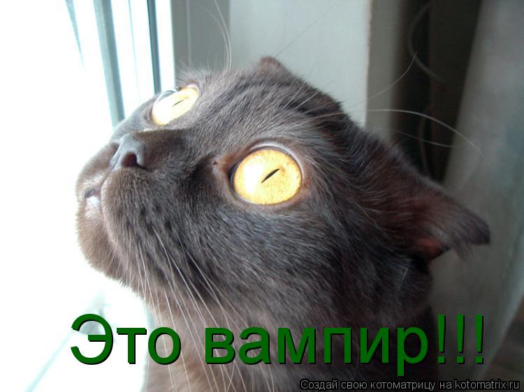 Котоматрица: Это вампир!!!